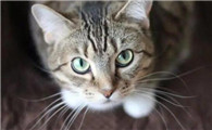 猫咪如厕训练 从教育养成习惯