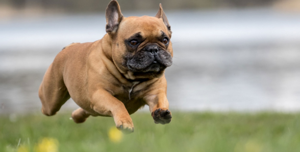 斗牛犬口臭怎么办？
