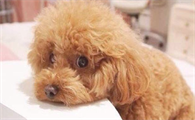 为何大部分的泰迪犬都“短寿”？这六个缘故，真令人心痛！