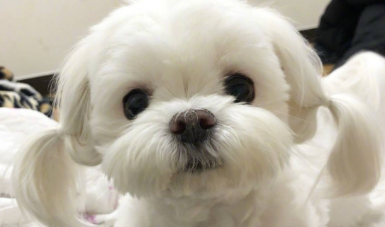 马尔济斯犬怎么看品相 马尔济斯犬怎么看品相