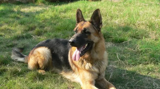 德国牧羊犬的关节炎能好么,德国牧羊犬的关节炎多长时间能消 德国牧羊犬的关节炎能好么,德国牧羊犬的关节炎多长时间能消