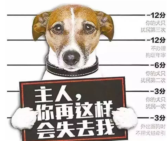 国家为什么不打击爱狗人士