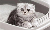 小猫一直拉稀怎么办