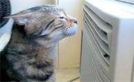 开空调猫咪为什么怕冷呢
