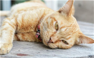 猫咪为什么厌食？