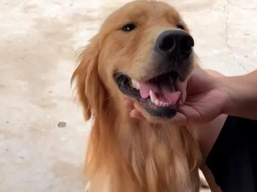 被主人打断腿自生自灭的金毛犬，历经一年，彻底改变