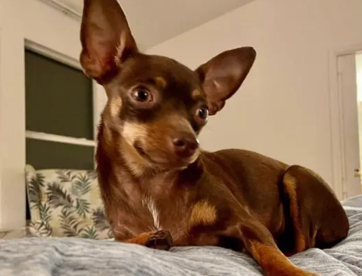 小鹿犬怎么样让它不要这么黏人呢