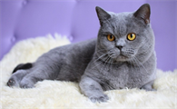 教你了解你的爱猫的性格