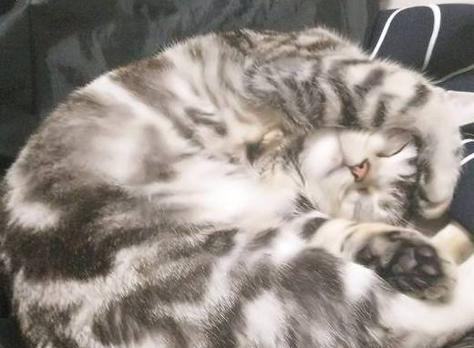 宠主家美短猫咪丢了，主人听了网友建议后，猫猫第二天就被找到了