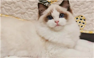 新手适合布偶猫吗