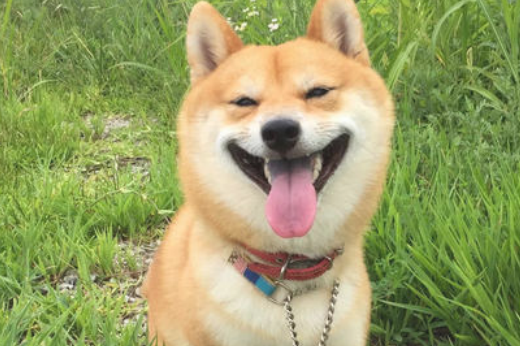 狗狗近几天嘴唇忽然好臭，是为什么？