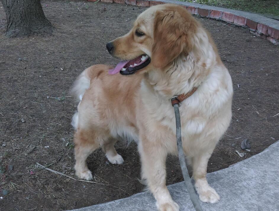 十个最好的金毛犬训练方法,学习一下 十个最好的金毛犬训练方法,学习一下