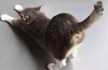 为什么猫咪想被拍屁股
