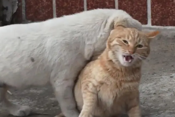 狗狗为什么不咬小胖猫了呢