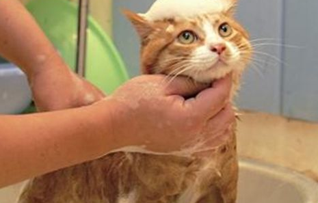 猫洗澡教学、美容及注意事项。 猫洗澡教学、美容及注意事项。