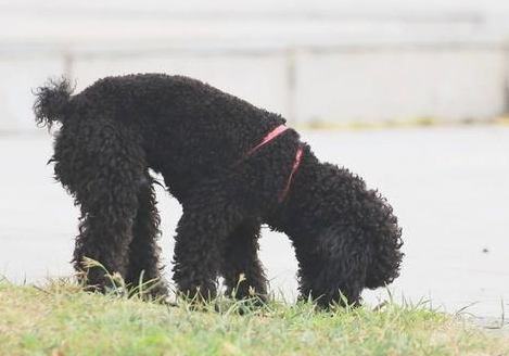 想养贵宾犬？劝你养灰黑色的！