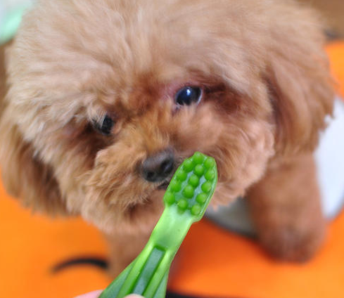 比利时玛利诺犬怎么挑选狗咬胶？