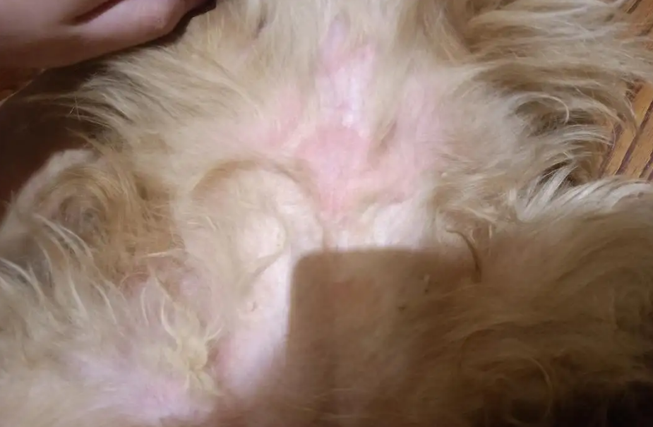 狗狗肚子上的毛发变红是过敏了吗？
