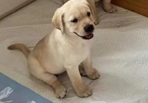 如何训练拉布拉多幼犬定点大小便 如何训练拉布拉多幼犬定点大小便