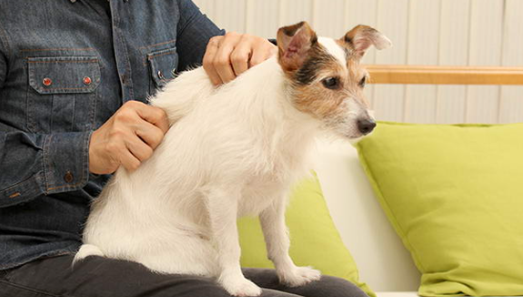 狗狗腰椎疼痛按摩手法 狗狗腰椎疼痛按摩手法