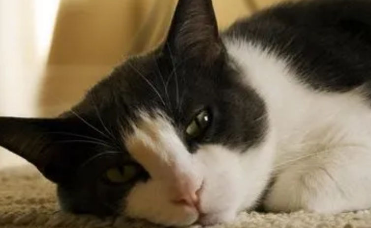 家中的猫咪异食癖? 家中的猫咪异食癖?