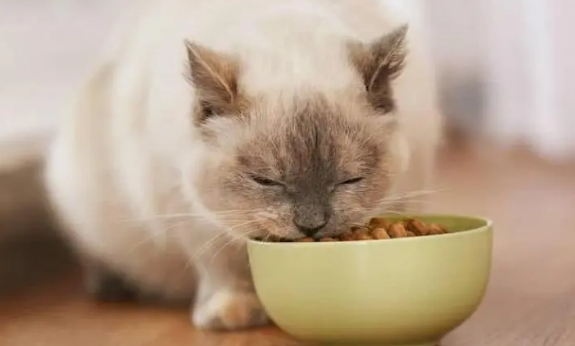 凯恩特猫粮贵吗 凯恩特猫粮贵吗