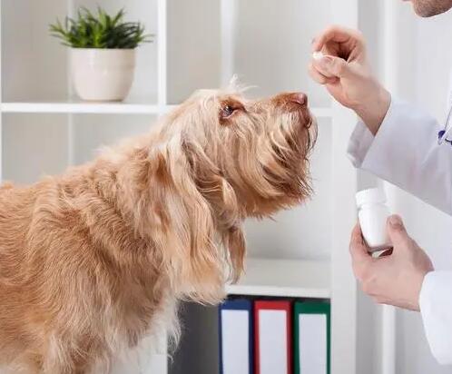 如何防治狗狗的蛔虫病呢? 如何防治狗狗的蛔虫病呢?