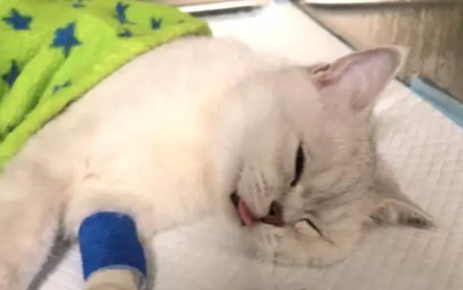 母猫子宫蓄脓是什么引起的原因