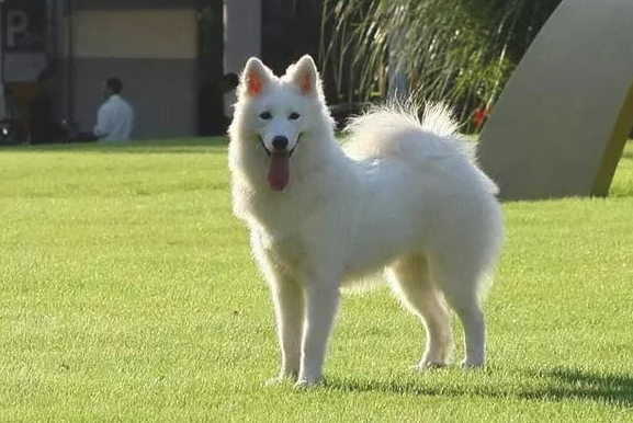 哈士奇居然排行世界十大无攻击犬第三名?? 哈士奇居然排行世界十大无攻击犬第三名??