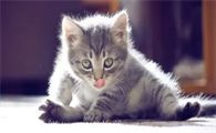 猫咪吹空调拉软便便怎么办?关于猫咪腹泻拉稀软便