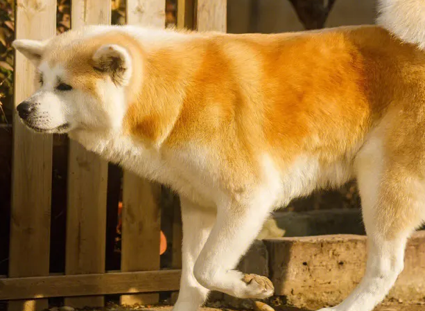 16个不能养秋田犬的理由 16个不能养秋田犬的理由