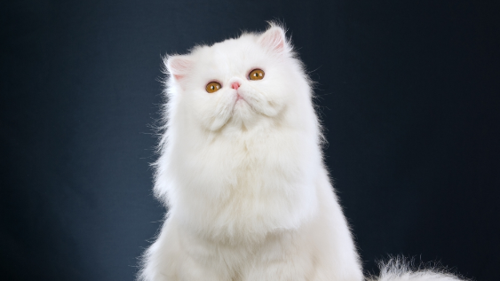 训练波斯猫的时候需要掌握哪些训练技巧？