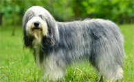 古代牧羊犬挑食的处理方法，牧羊犬挑食怎么办？