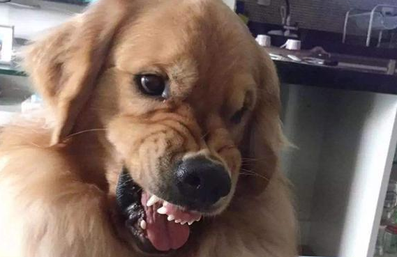警醒！这几种状况，狗狗非常容易咬人，要注意了