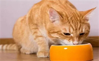 母猫绝育后护理期吃什么比较好