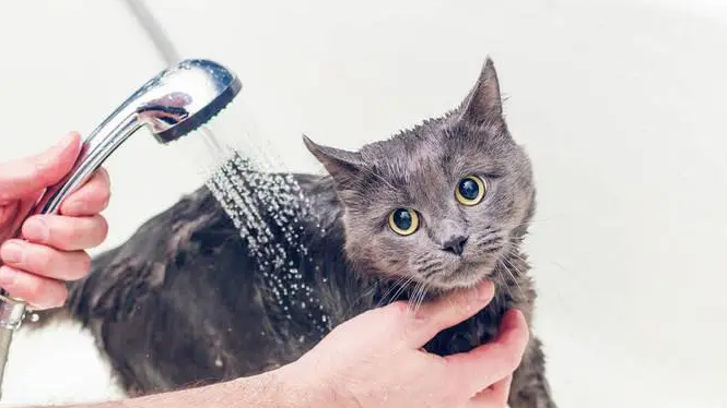 宠物店猫洗澡要多久
