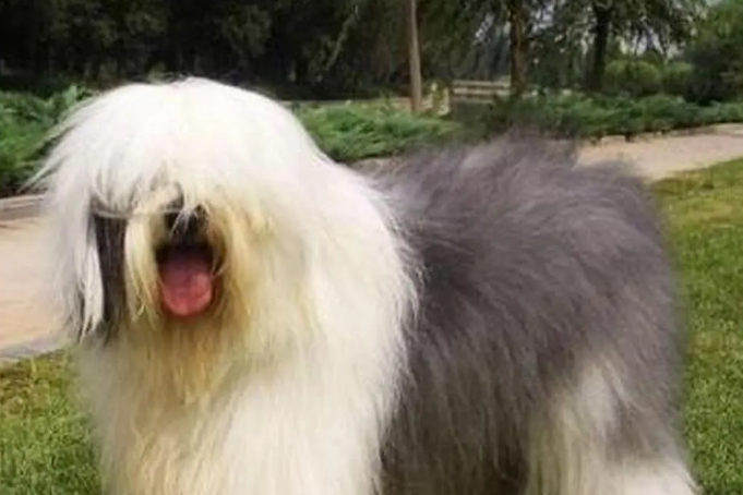 古代牧羊犬的智商怎么样啊