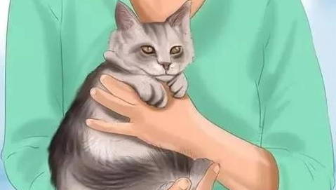 图解抱猫咪的正确方式是什么？