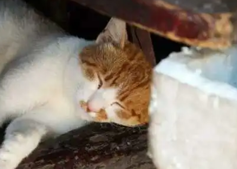 猫瘟猫开始大量喝水不吃，原因竟是这！