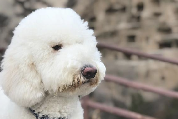狗狗一旦出現这10种状况，表明你被它嫌弃了
