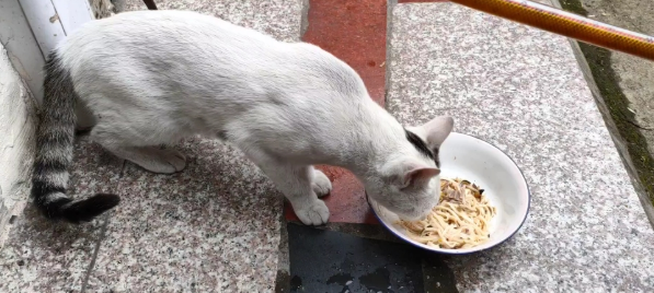 猫可以吃面条吗为什么