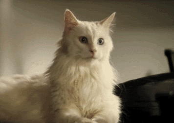 猫咪耳螨反复发作?别再用棉签给它掏耳朵了! 猫咪耳螨反复发作?别再用棉签给它掏耳朵了!