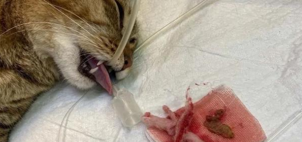 猫吞食异物48小时后无反应怎么办？