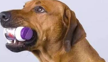一文告诉你，狗狗尿失禁症状以及怎么防治？