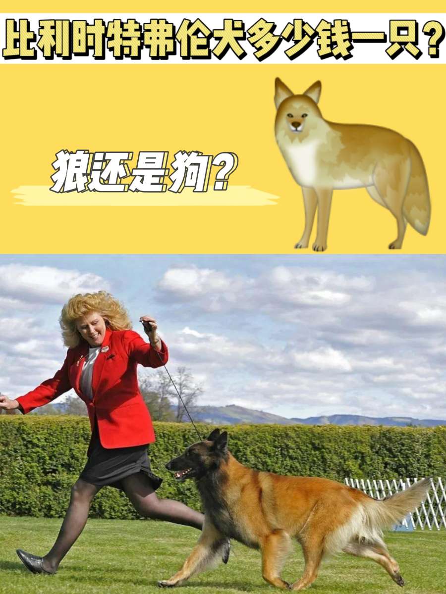 比利时特弗伦犬多少钱一只?长得好像狼 比利时特弗伦犬多少钱一只?长得好像狼