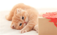 猫咪训练时家长需要坚持的六条原则