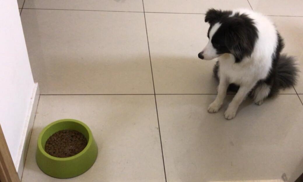 怎么训练边牧犬