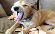 狗狗有口臭怎么办