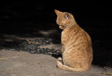 猫咪为什么喜欢蹲在阴影处