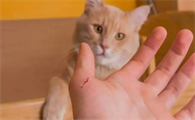 被猫抓伤了需要打针吗